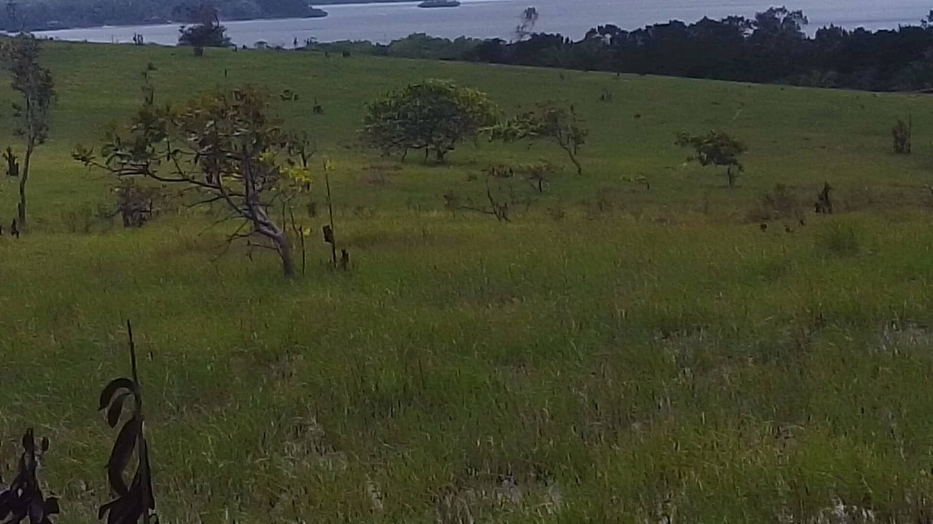 Área rural à venda em Camamu – 37,93 ha