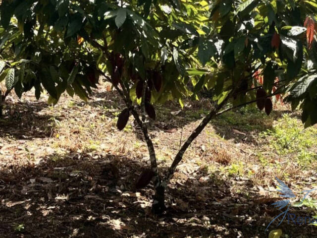 #25 - Chácara para Venda em Ilhéus - BA