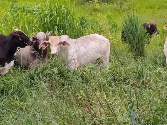#30 - Chácara para Venda em Itabuna - BA