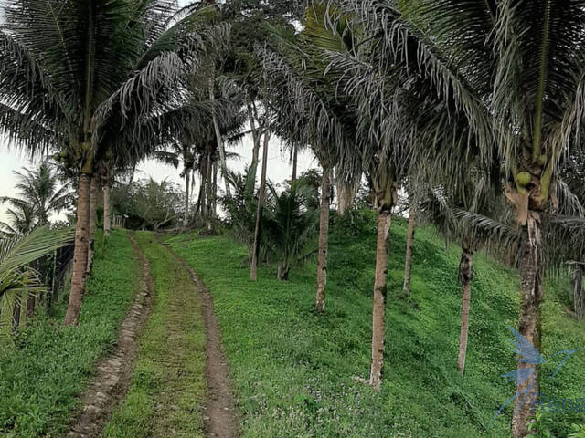  para  em  - 4